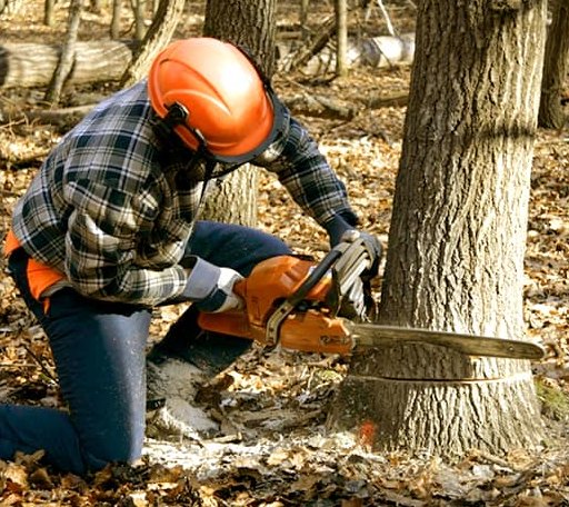 Tree Removal in Cowden, IL